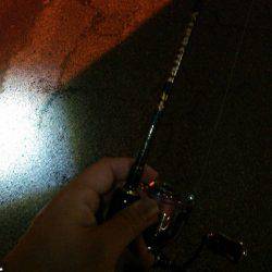 一匹いただきました！